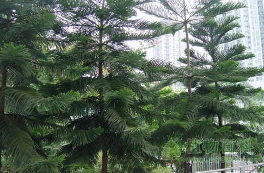 城市里的南洋杉