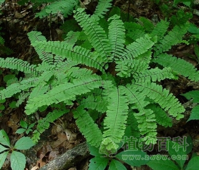 铁线蕨