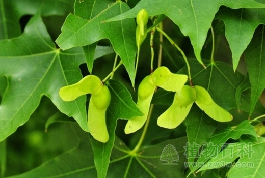 长相像元宝的元宝枫