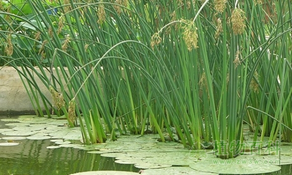 长在水里的水葱