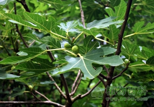 无花果树