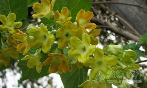 黄绿色是夜来香开放