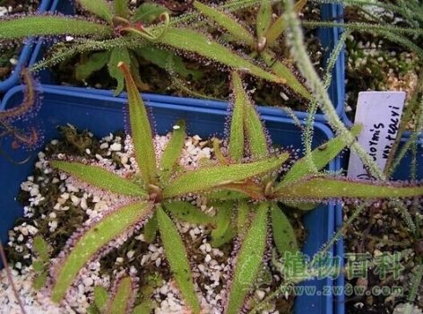 【阿帝露茅膏菜】