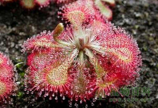 美丽但邪恶的勺叶茅膏菜