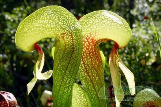 【眼镜蛇瓶子草】