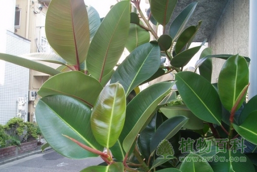 叶子大大的印度橡皮树