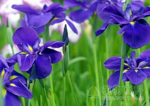 【鸢尾]