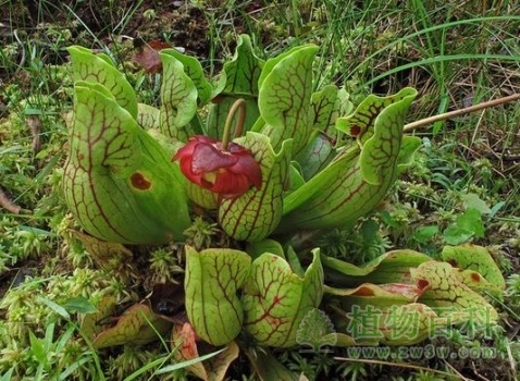 【山地瓶子草】