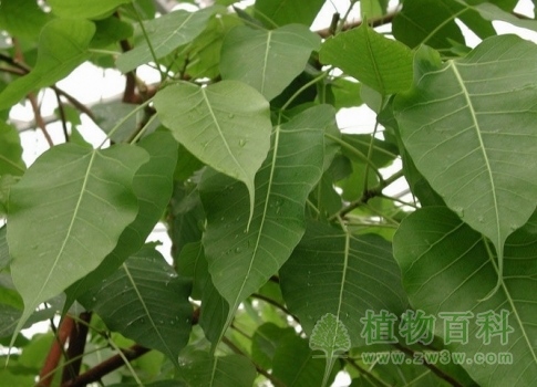 拖着长尾巴的菩提树树叶子