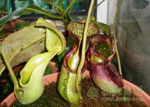 【鞍型猪笼草】