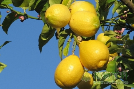 树上的柠檬