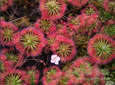 【月亮湖茅膏菜】