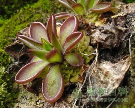 【墨兰捕虫堇】