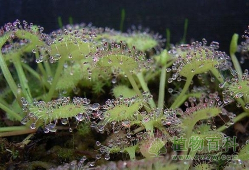 【爱心茅膏菜】