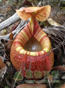 【盾叶猪笼草】