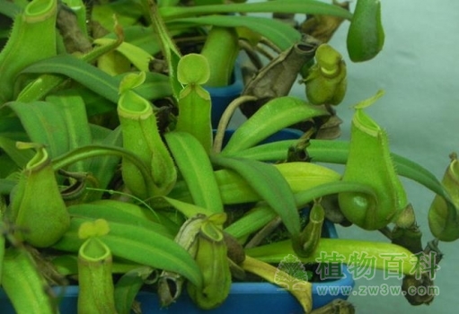 【白环猪笼草】