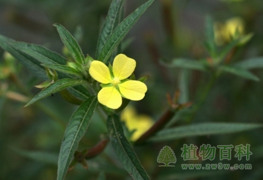 开黄花的水丁香