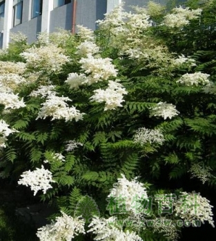 【华北珍珠梅】