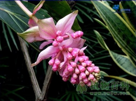 【粉苞酸脚杆】