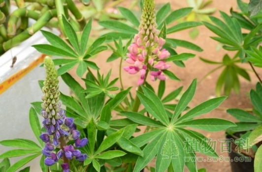 【多叶羽扇豆】