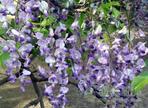 【多花紫藤】
