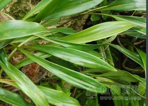 【黄绿贝母兰】