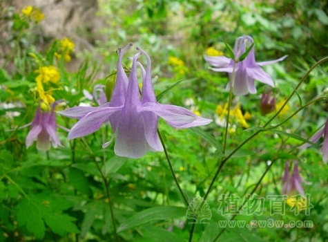 【华北耧斗菜】