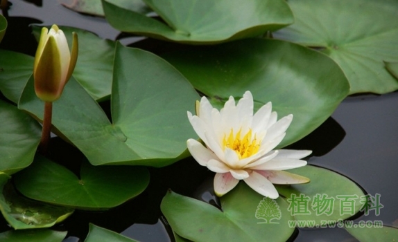 白睡莲