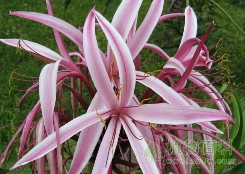 【红花文殊兰】