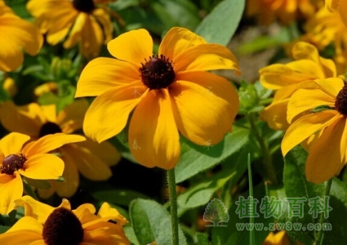 【黑心金光菊】