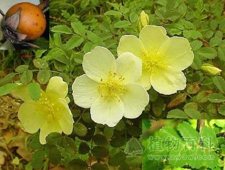 【单瓣黄刺玫】