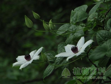 【大花威灵仙】