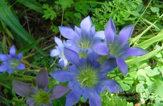 【达乌里秦艽】