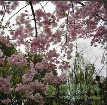 【垂枝大叶早樱】