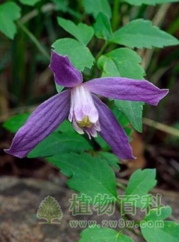 【半钟铁线莲】