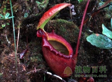 【马来王猪笼草】