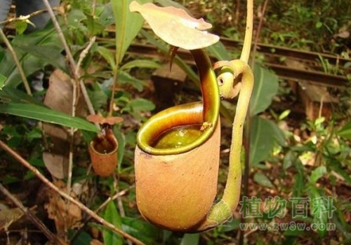 【二齿猪笼草】