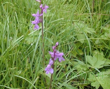 【广布红门兰】