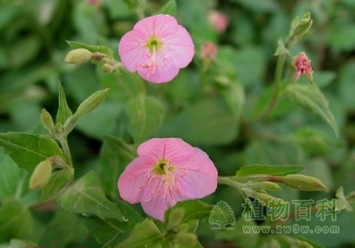 【粉花月见草】