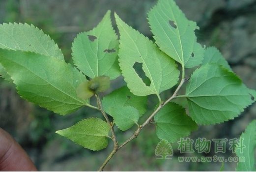青檀枝叶