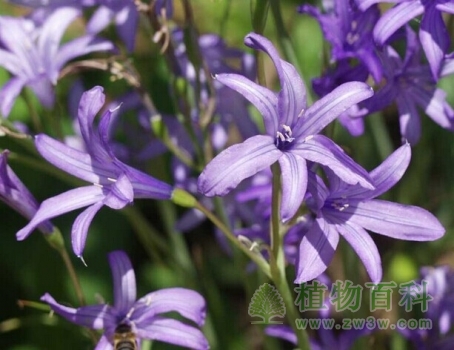 鸢尾蒜图