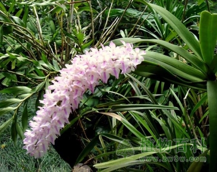 【多花指甲兰】