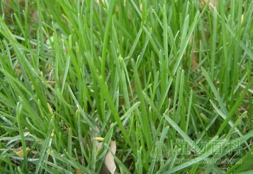 草地早熟禾
