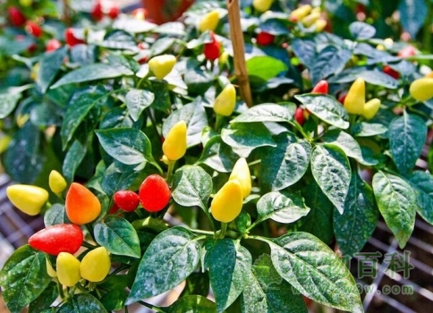 观赏辣椒