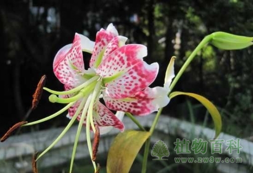 【艳红鹿子百合】