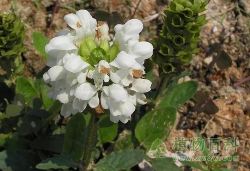 【大花夏枯草】
