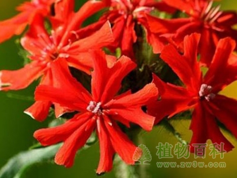 【皱叶剪夏罗】