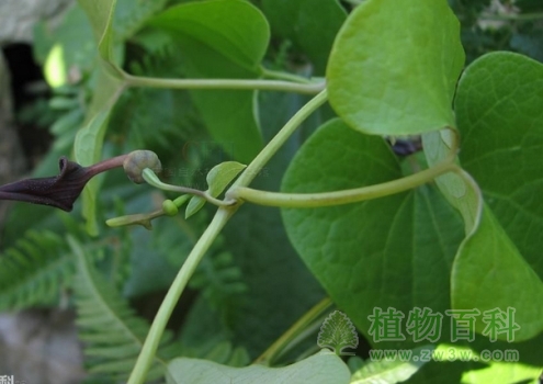 【管花马兜铃】