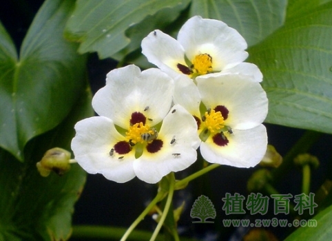 【蒙特登慈菇】