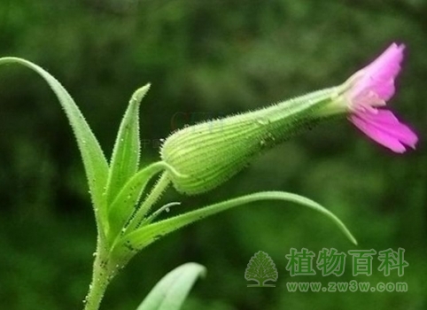 【大花麦瓶草】